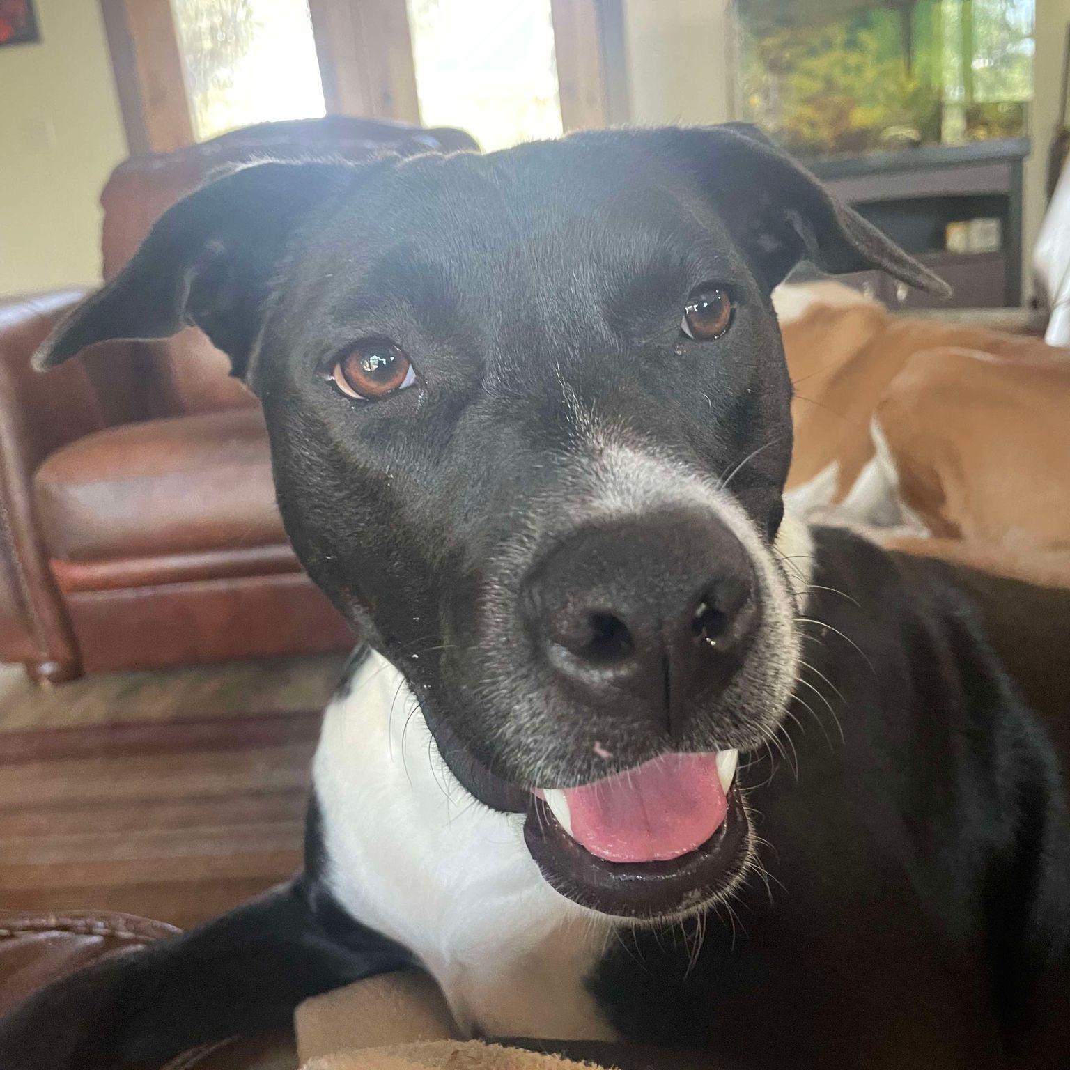 Enlarge River, a Adoptable Terrier in San Antonio , TX image 3/6