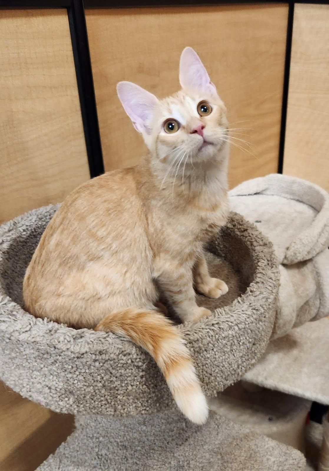 Wally, ADOPTABLE, Kitten Male Domestic Short Hair.