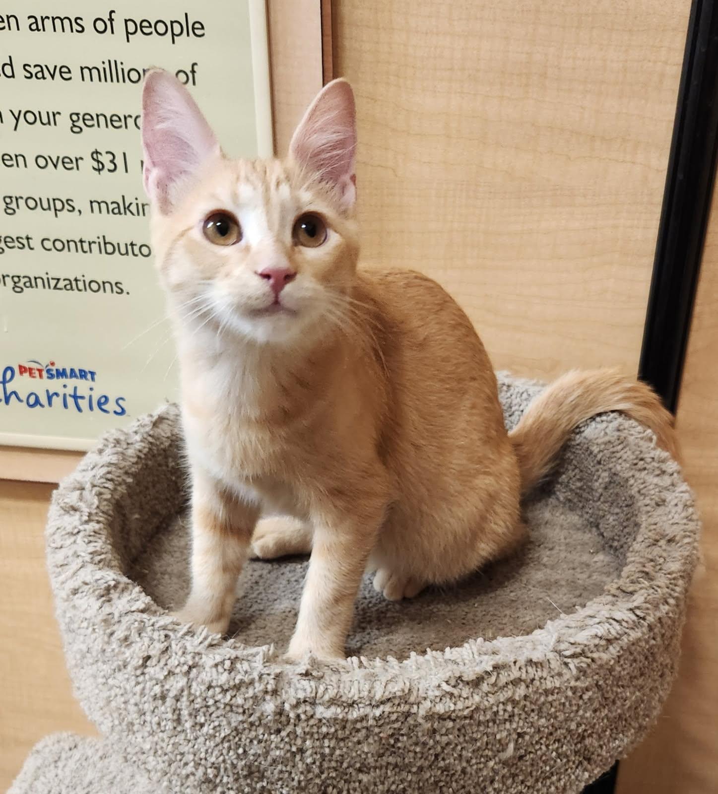 Wally, a ADOPTABLE Domestic Short Hair in Barrington Hills, IL image 2/3