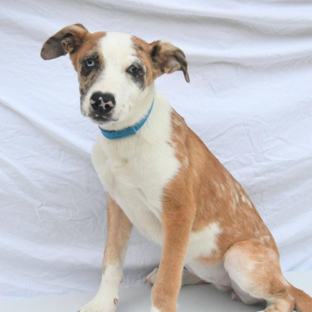 Sprinkles, Adoptable, Puppy Female Shepherd & Mixed Breed.