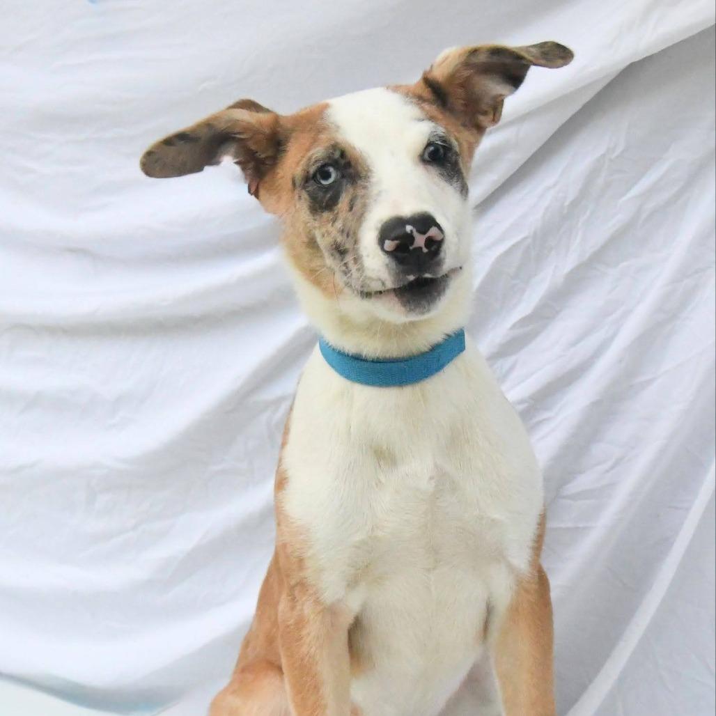 Enlarge Sprinkles, a Adoptable mixed breed in Novelty, OH image 2/2