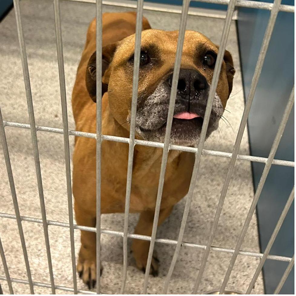 MILES  Available NOW - ADOPTION or RESCUE!, Adoptable, Adult Male Mixed Breed.