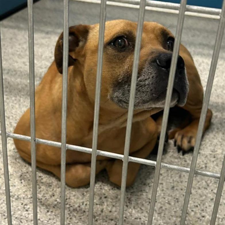 Enlarge MILES  Available NOW - ADOPTION or RESCUE!, a Adoptable Mixed Breed in Nashville, NC image 2/2