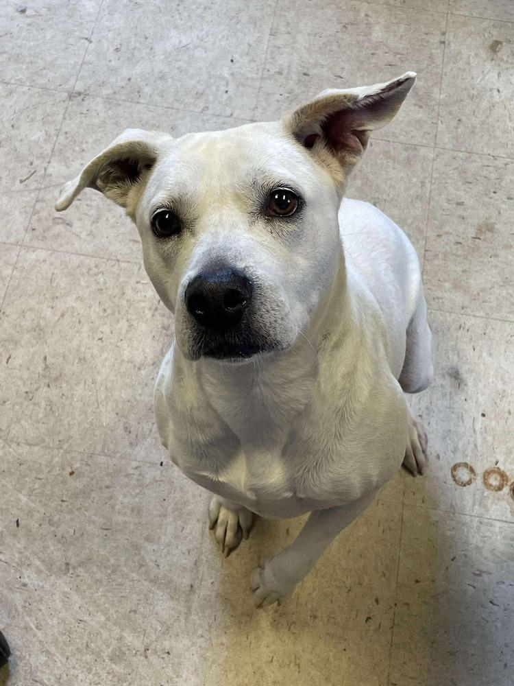 Mimi, Adoptable, Adult Female Mixed Breed.