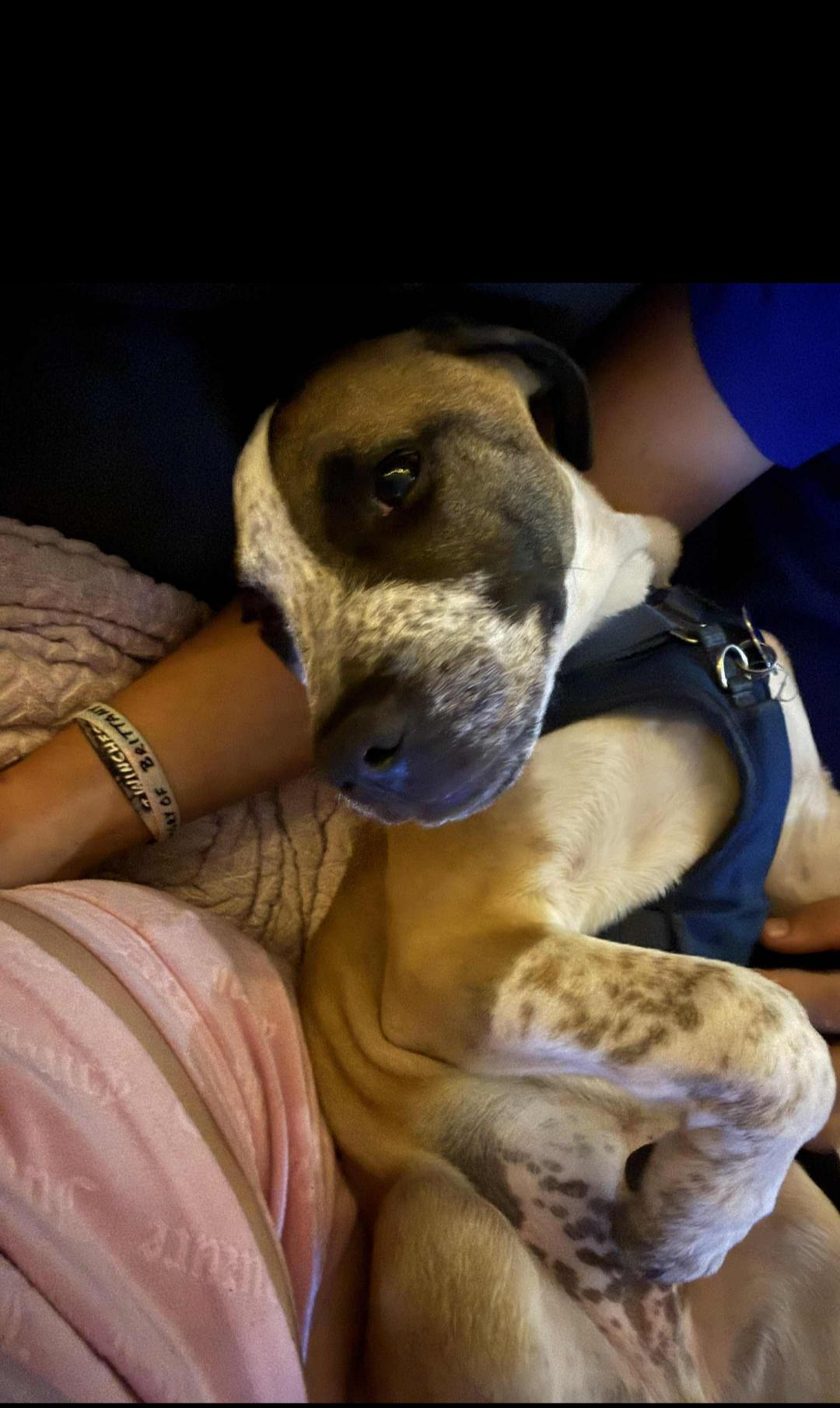 Zues, a Adoptable mixed breed in Crystal Lake, IL image 3/4