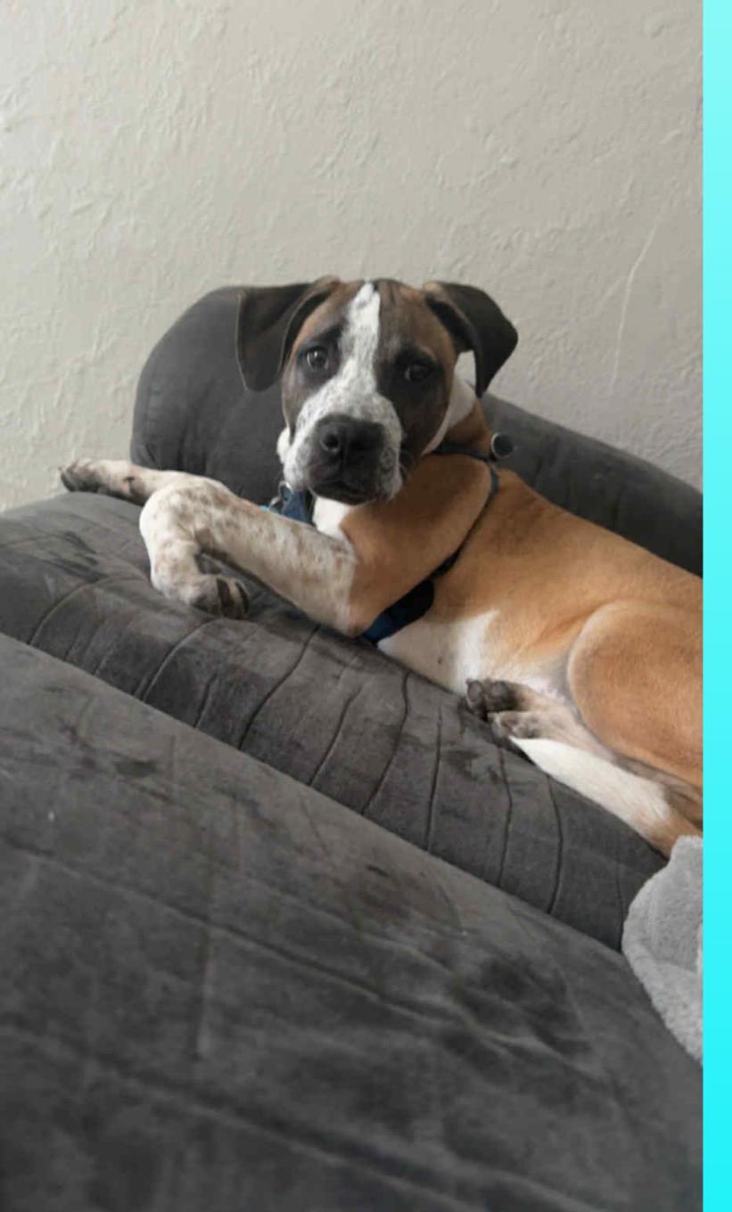 Zues, Adoptable, Puppy Male Cane Corso & Labrador Retriever.