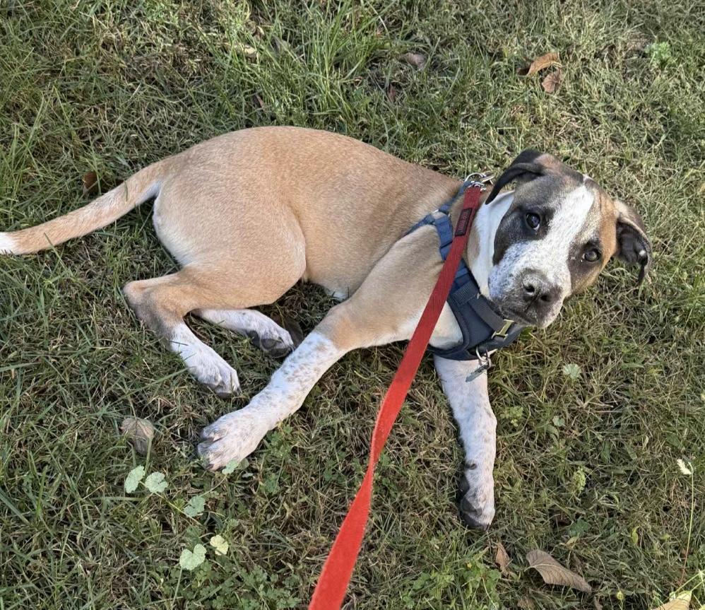 Zues, a Adoptable mixed breed in Crystal Lake, IL image 2/4