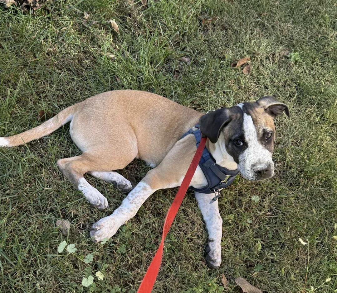 Zues, a Adoptable mixed breed in Crystal Lake, IL image 4/4