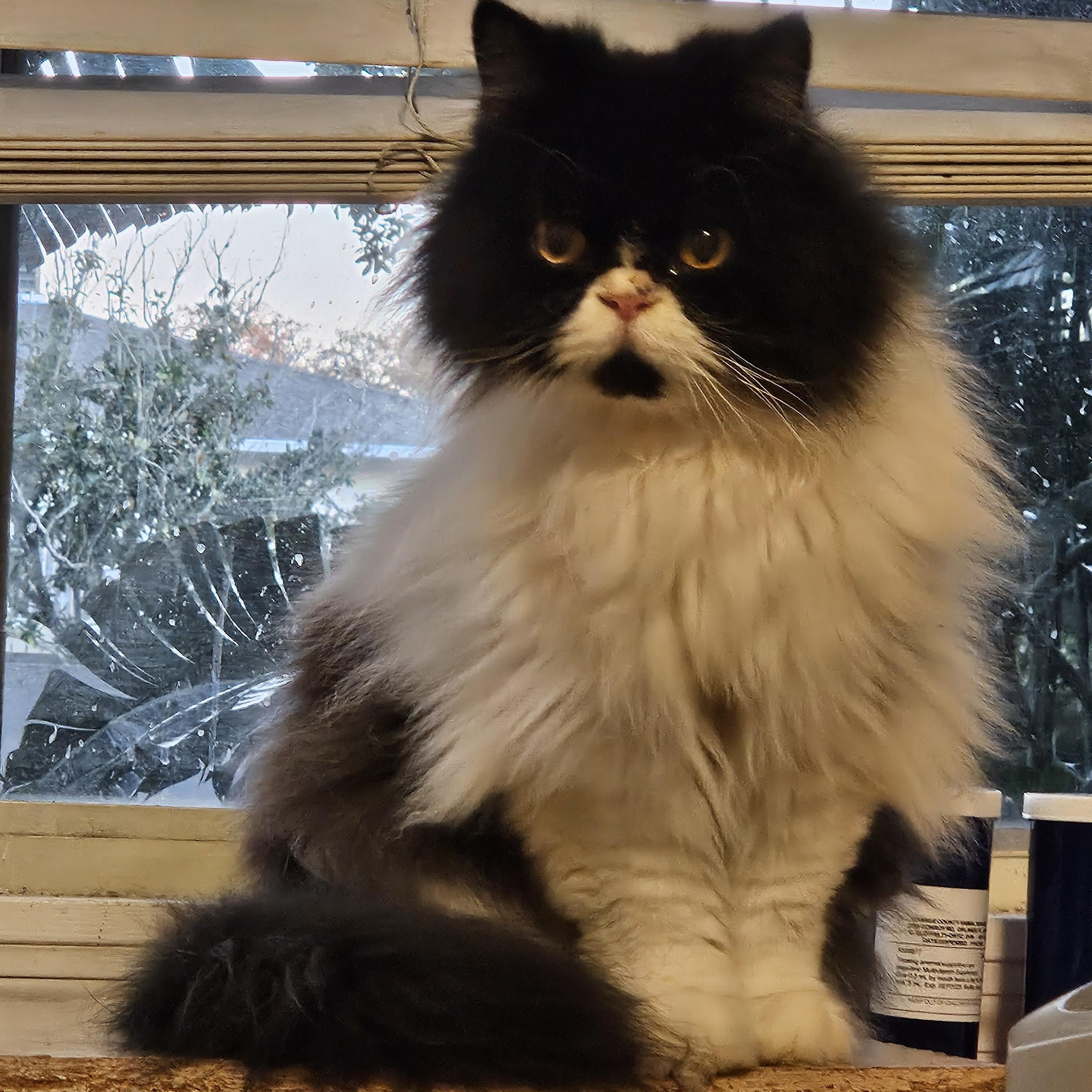 Levi, a Adopted Persian in Orlando, FL image 3/5