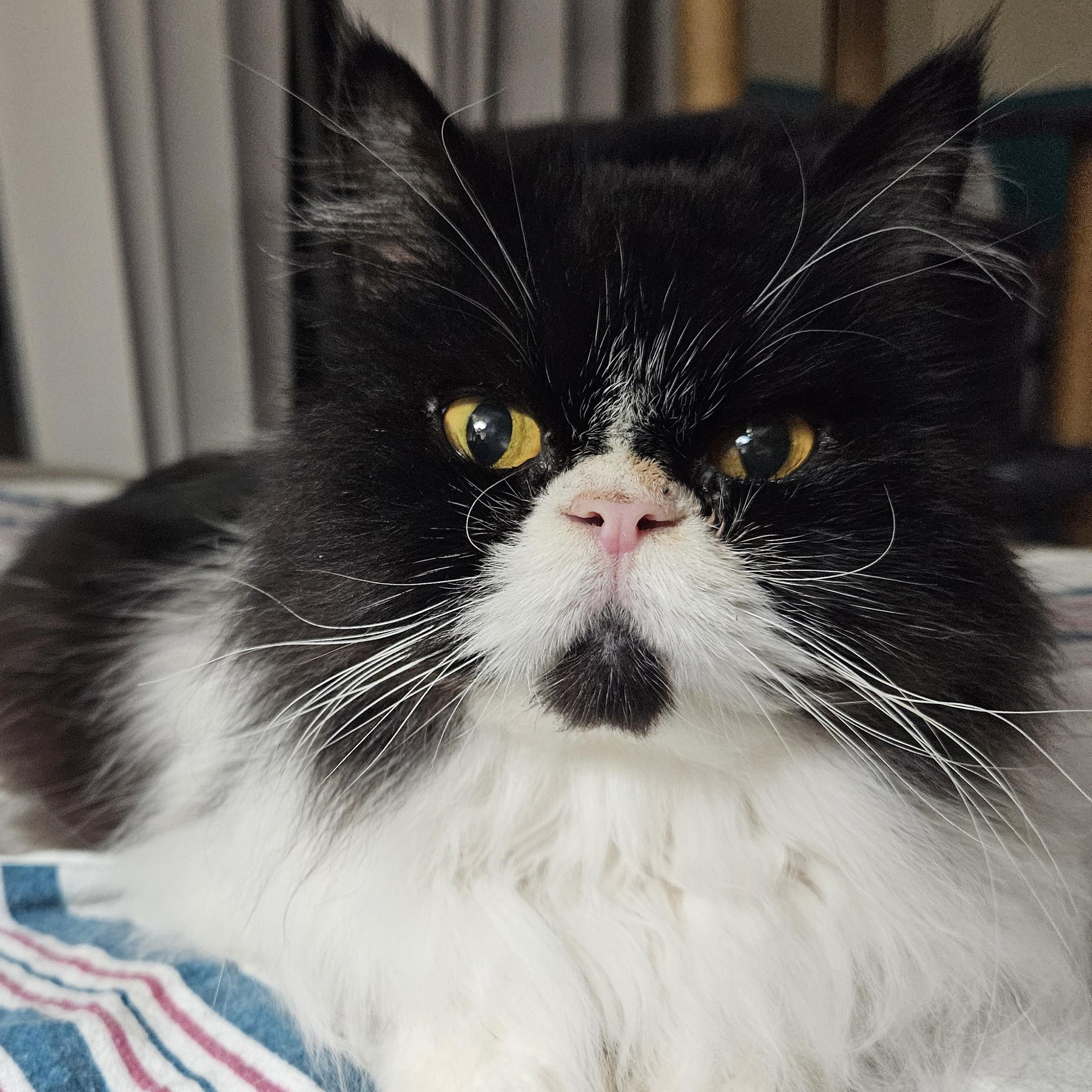 Levi, a Adopted Persian in Orlando, FL image 5/5