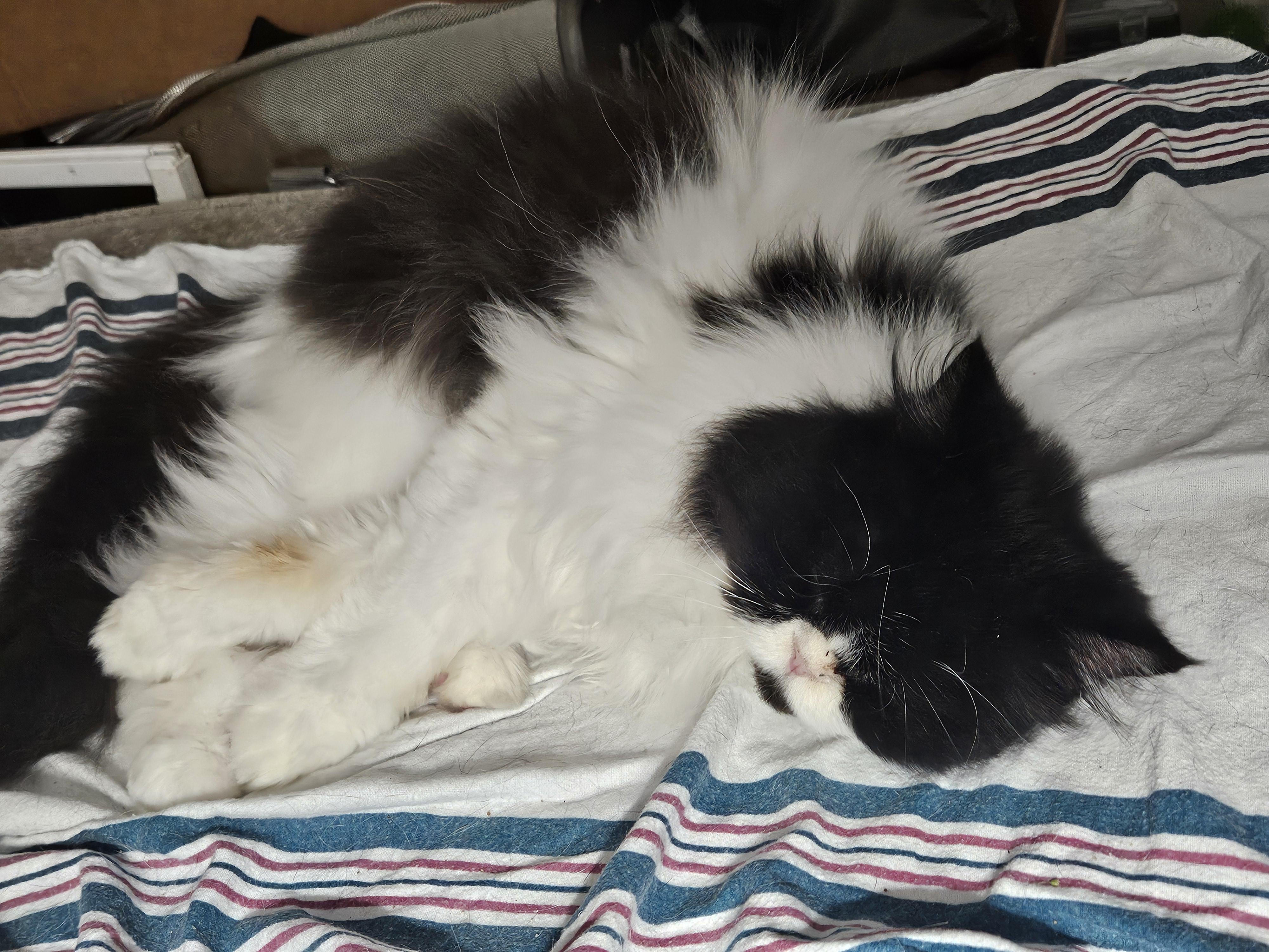 Levi, a Adopted Persian in Orlando, FL image 4/5