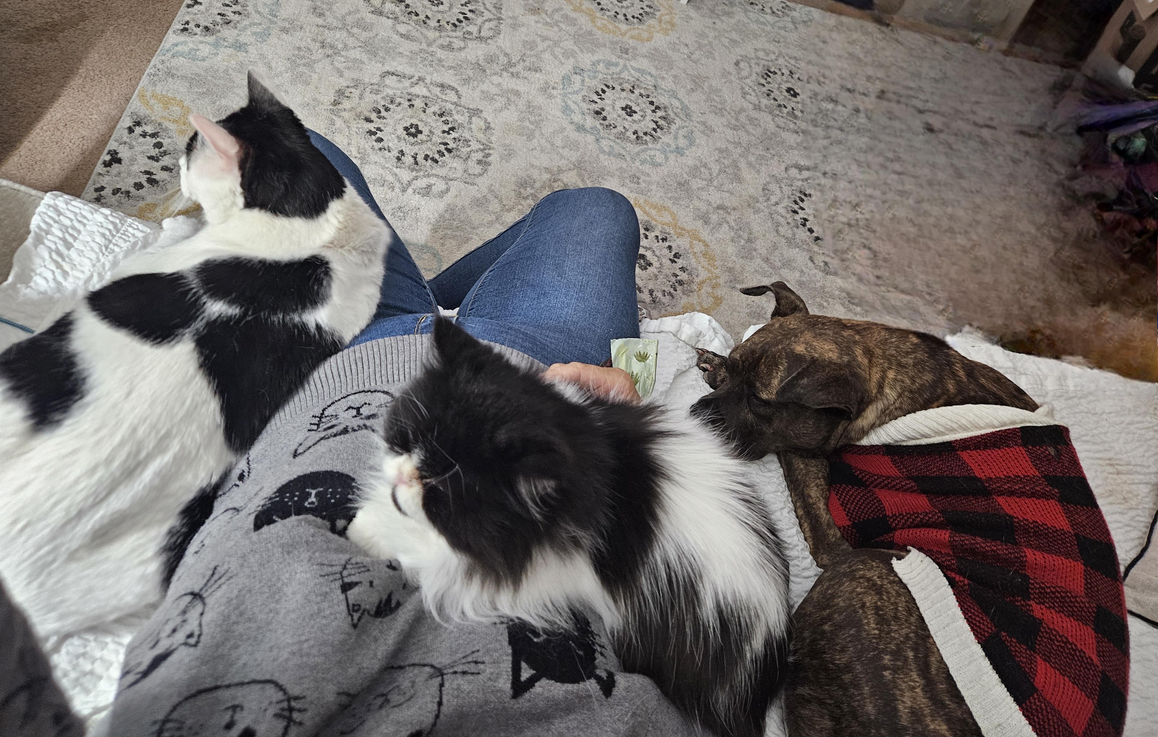 Levi, Adopted, Senior Male Persian.