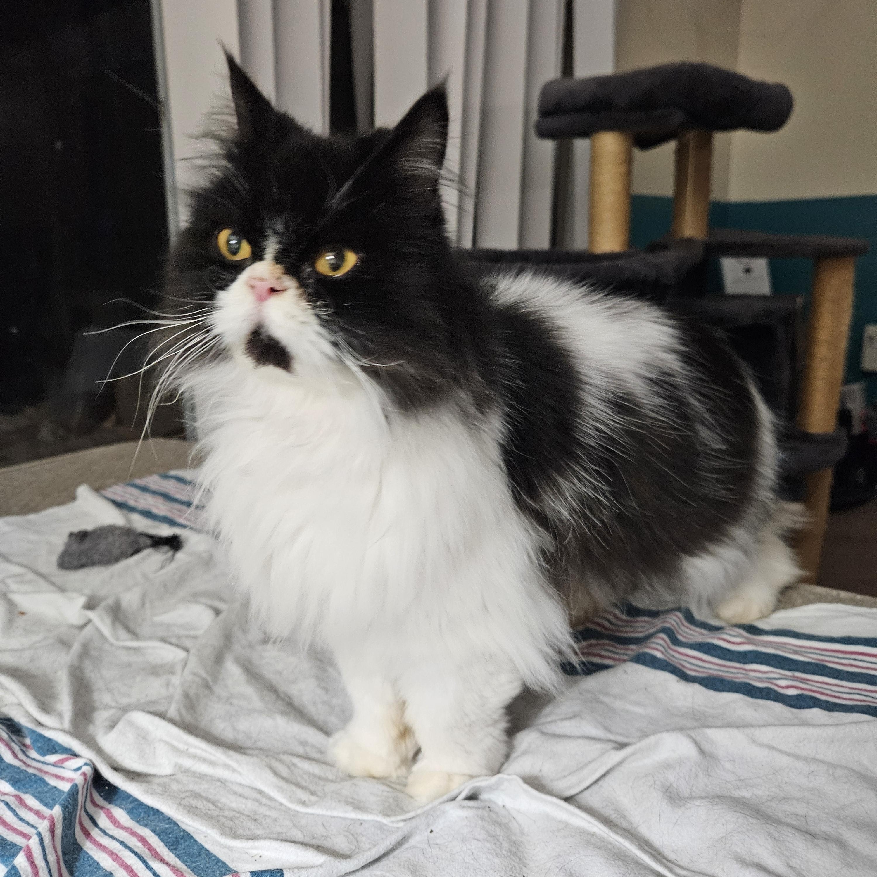 Levi, a Adopted Persian in Orlando, FL image 2/5