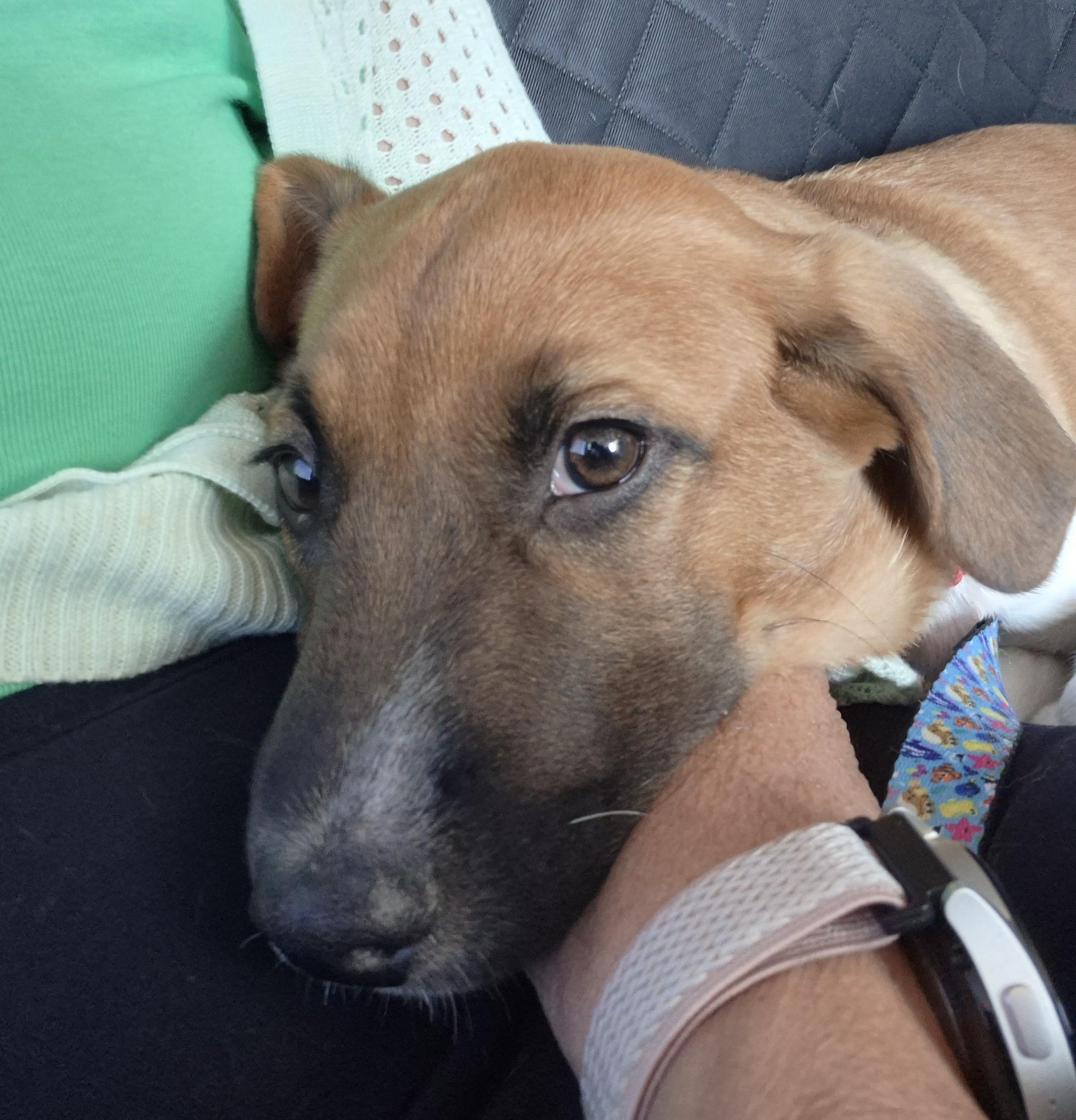 Enlarge Chip, a Adoptable mixed breed in Albany, NY image 5/6