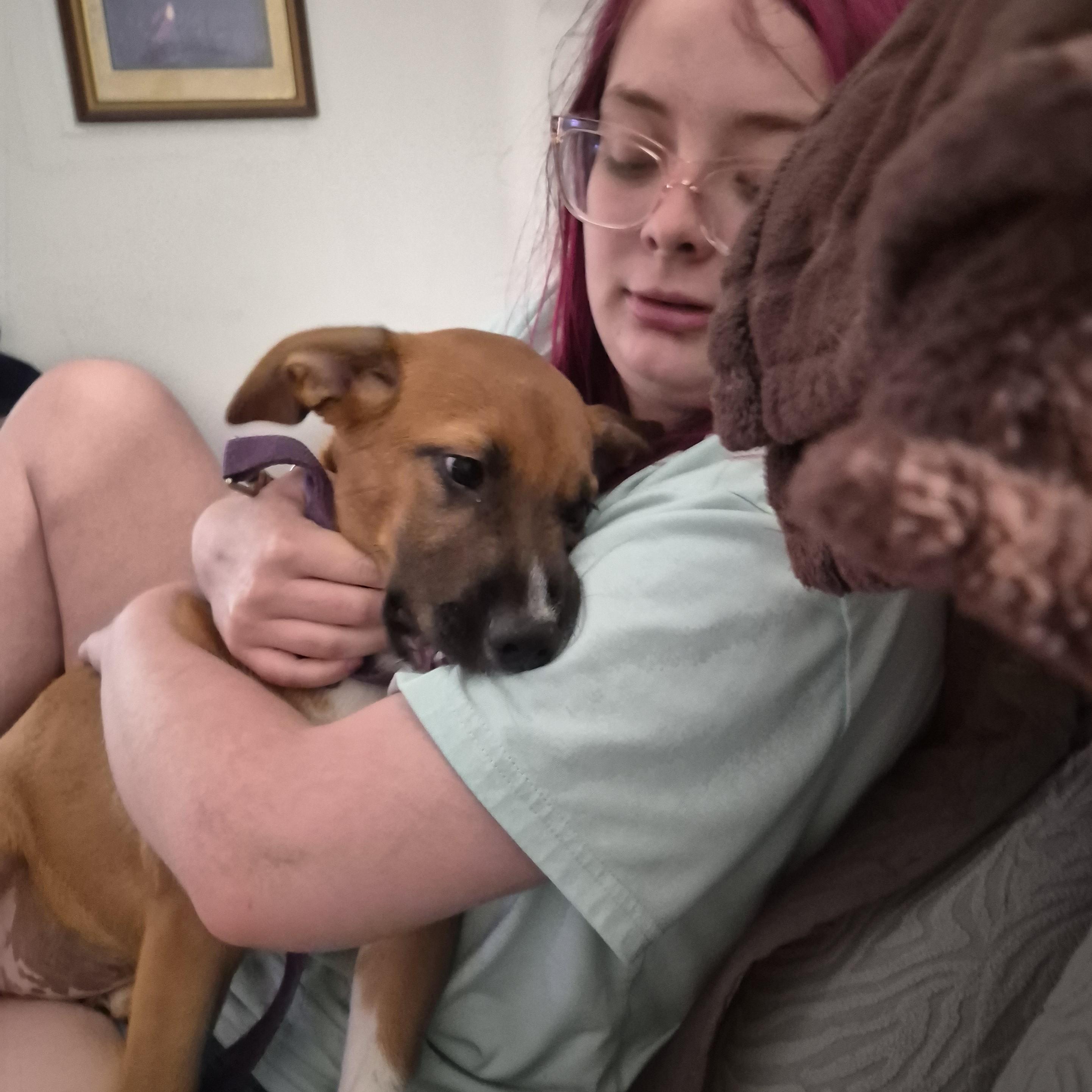 Enlarge Chip, a Adoptable mixed breed in Albany, NY image 3/6