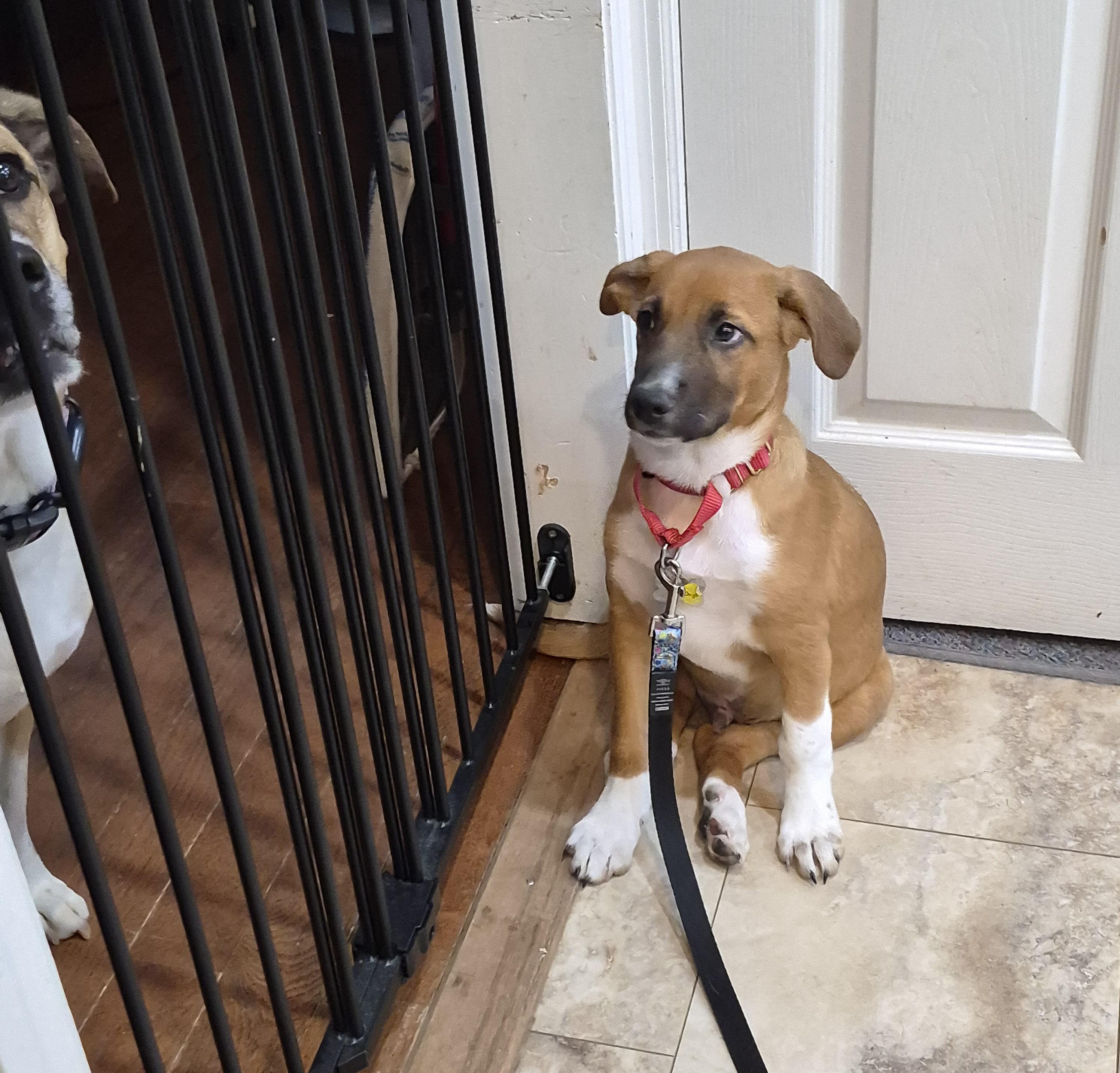 Enlarge Chip, a Adoptable mixed breed in Albany, NY image 2/6