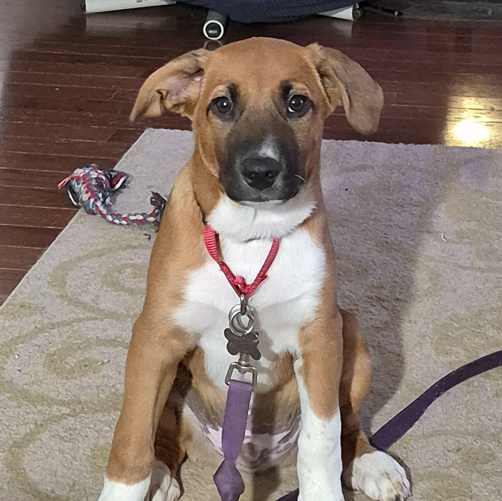 Chip, Adoptable, Puppy Male Dachshund & Hound.