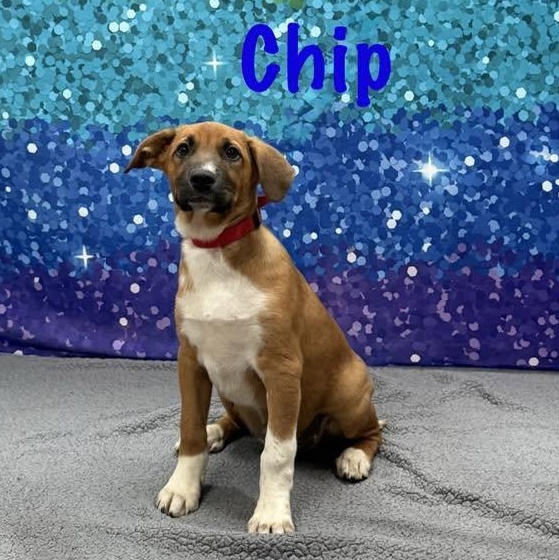 Enlarge Chip, a Adoptable mixed breed in Albany, NY image 6/6