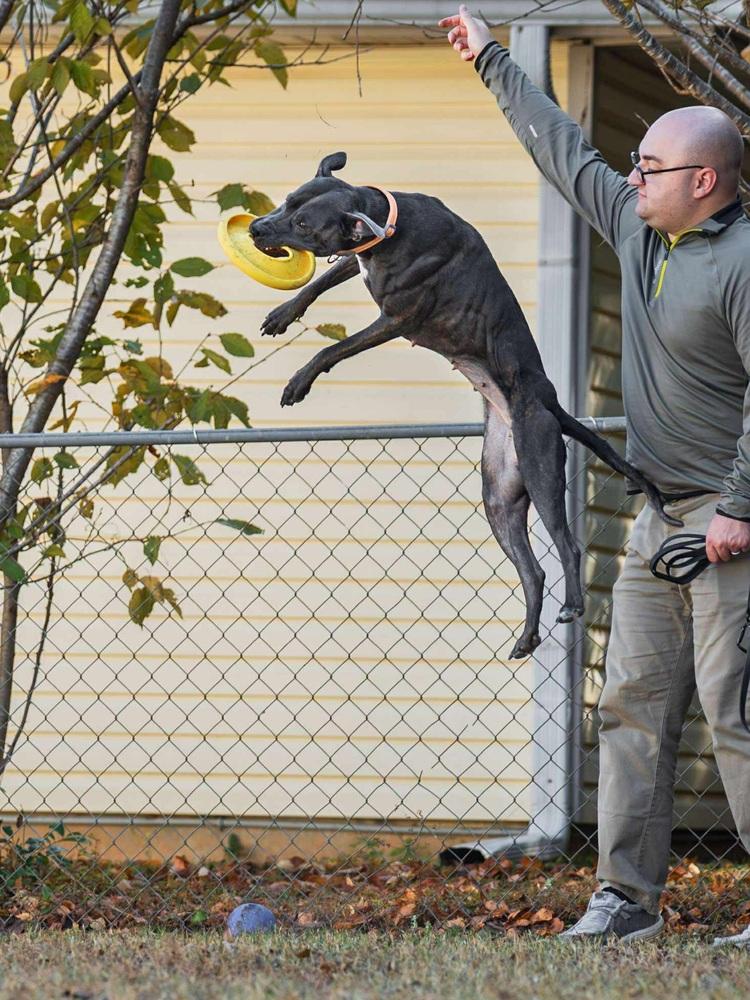 Marie, a Adoptable mixed breed in WARNER ROBINS, GA image 1/6