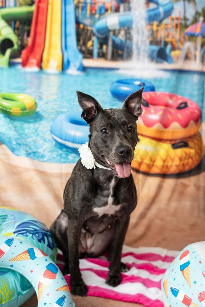 Marie, Adoptable, Adult Female Pit Bull Terrier.