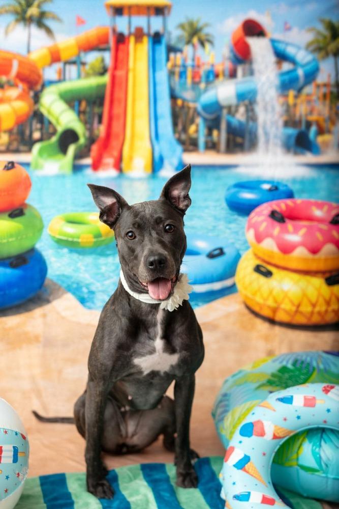 Marie, a Adoptable mixed breed in WARNER ROBINS, GA image 2/6