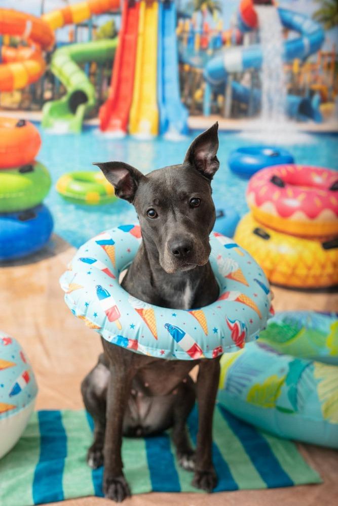 Marie, a Adoptable mixed breed in WARNER ROBINS, GA image 3/6
