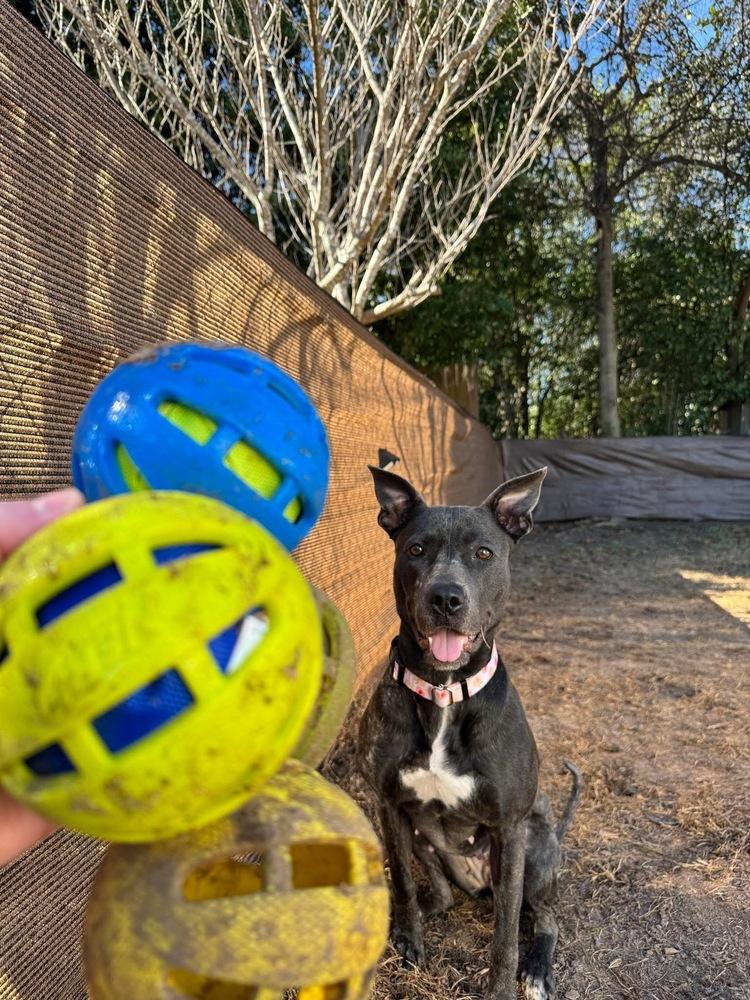 Marie, a Adoptable mixed breed in WARNER ROBINS, GA image 1/6