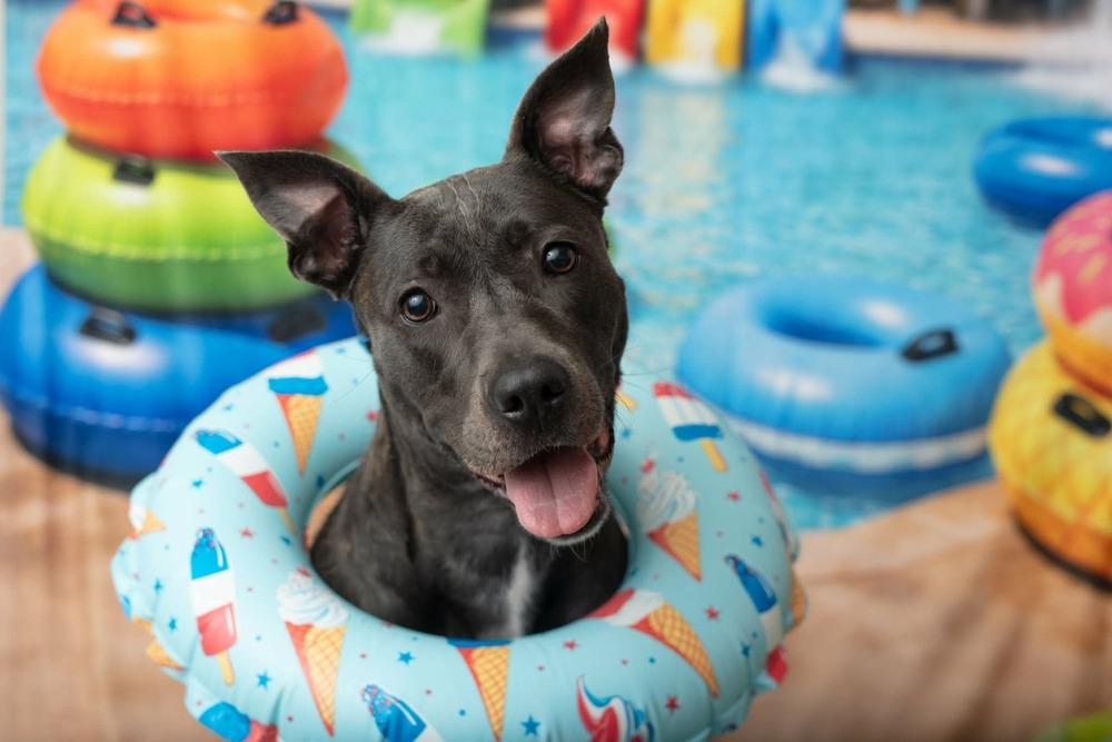 Marie, a Adoptable mixed breed in WARNER ROBINS, GA image 4/6