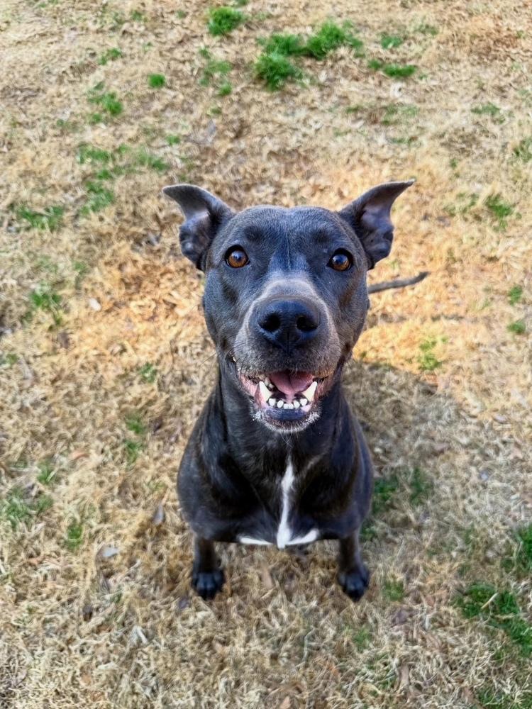 Marie, a Adoptable mixed breed in WARNER ROBINS, GA image 2/6