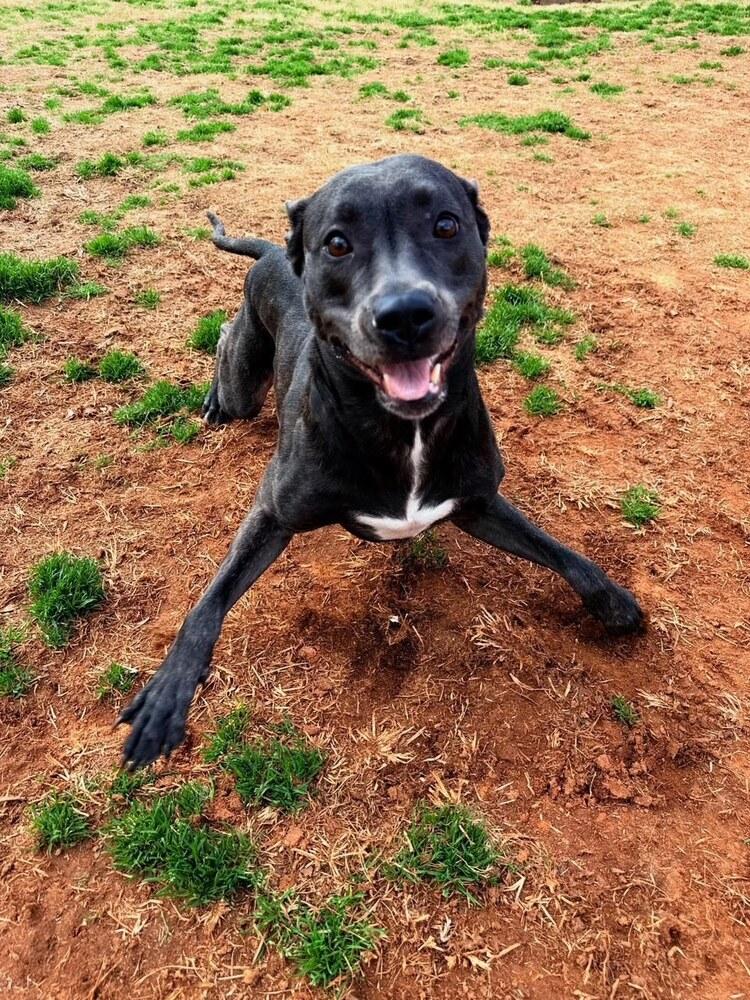 Marie, a Adoptable mixed breed in WARNER ROBINS, GA image 3/6