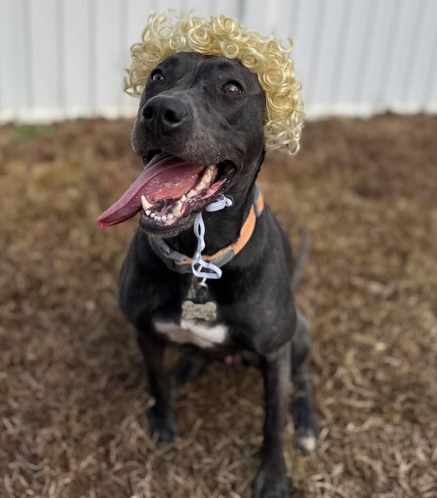 Marie, a Adoptable mixed breed in WARNER ROBINS, GA image 4/6