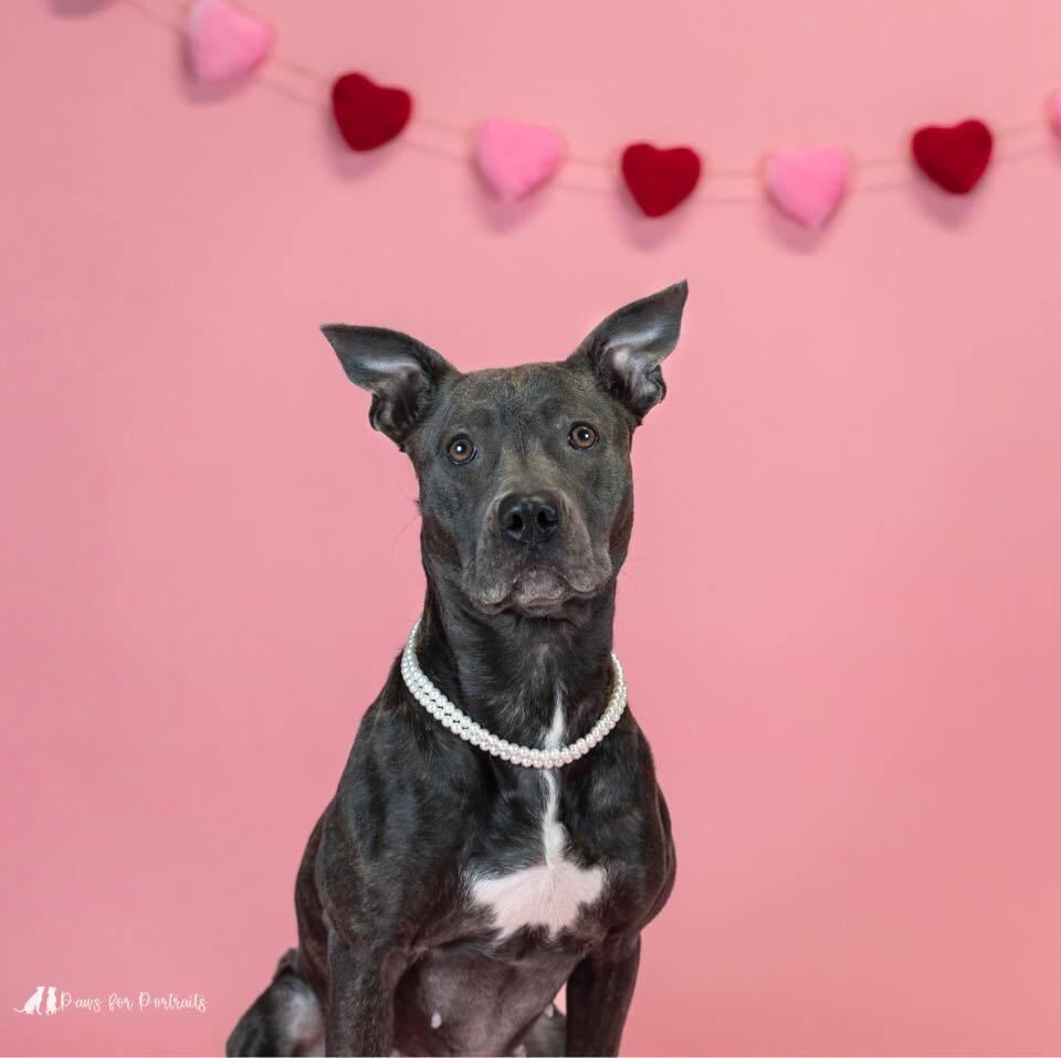 Marie, a Adoptable mixed breed in WARNER ROBINS, GA image 4/6