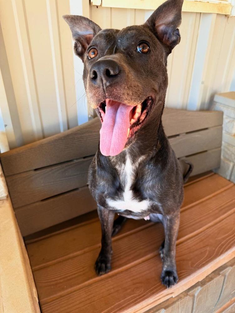 Marie, a Adoptable mixed breed in WARNER ROBINS, GA image 5/6