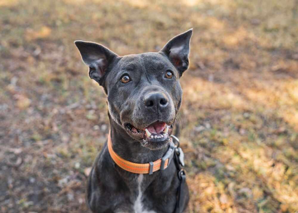 Marie, Adoptable, Adult Female Pit Bull Terrier.