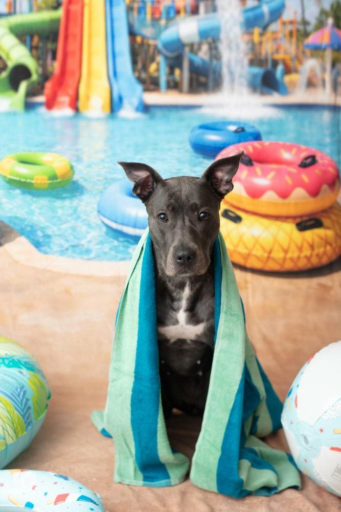 Marie, a Adoptable mixed breed in WARNER ROBINS, GA image 5/6