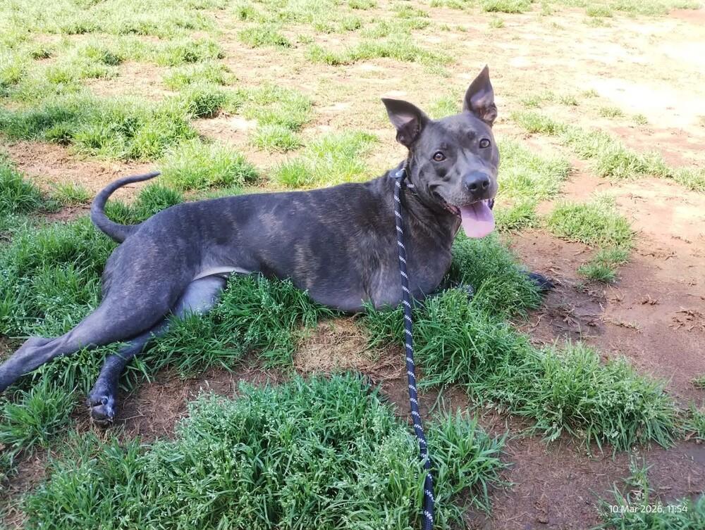 Enlarge Marie, a Adoptable mixed breed in WARNER ROBINS, GA image 6/6