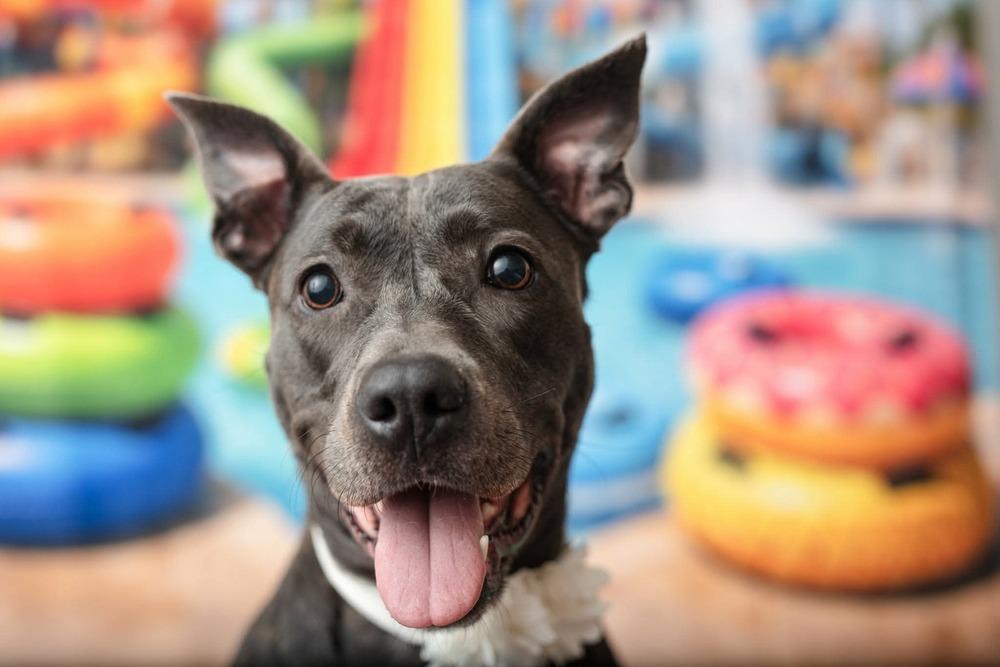Marie, a Adoptable mixed breed in WARNER ROBINS, GA image 6/6