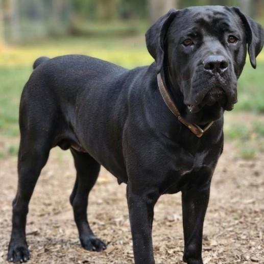Aza, Adoptable, Adult Female Boerboel.