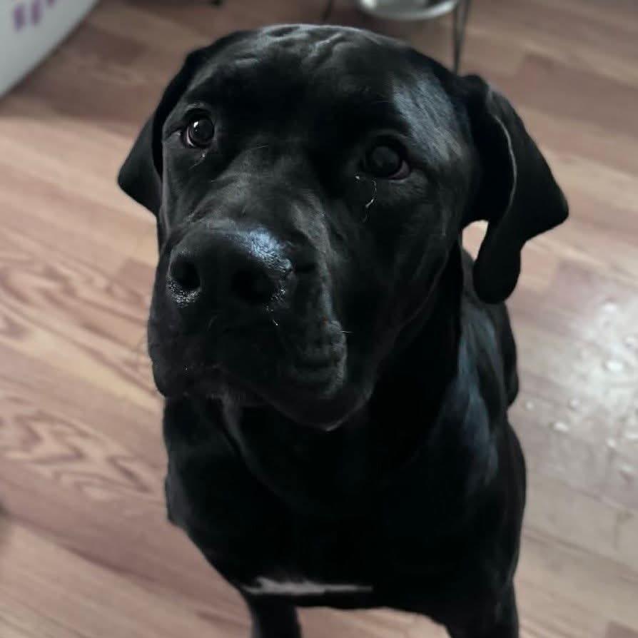 Aza, Adoptable, Adult Female Boerboel.
