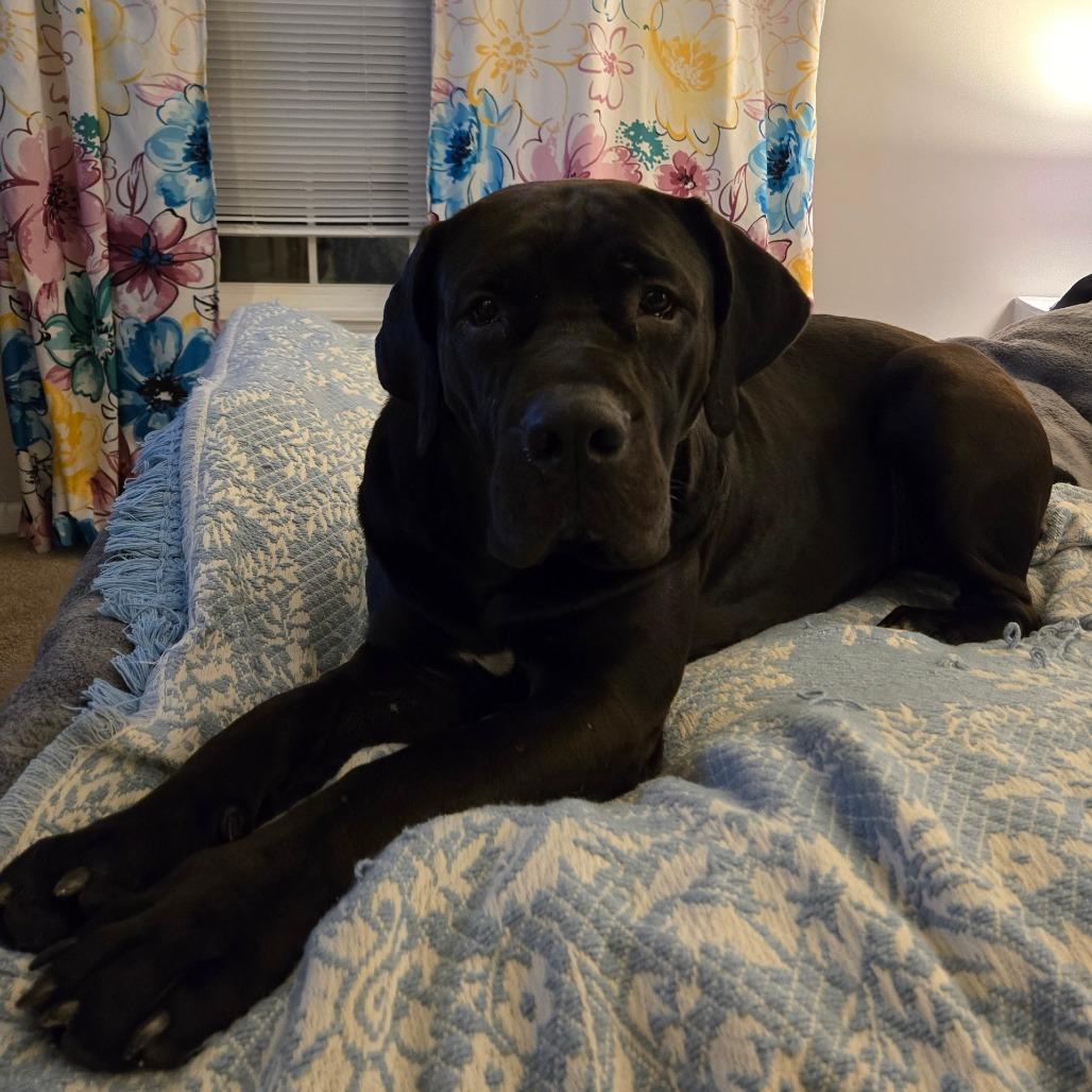 Aza, a Adoptable Boerboel in Flintstone, MD image 2/3