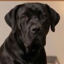 Aza, a Adoptable Boerboel in Flintstone, MD image 3/3