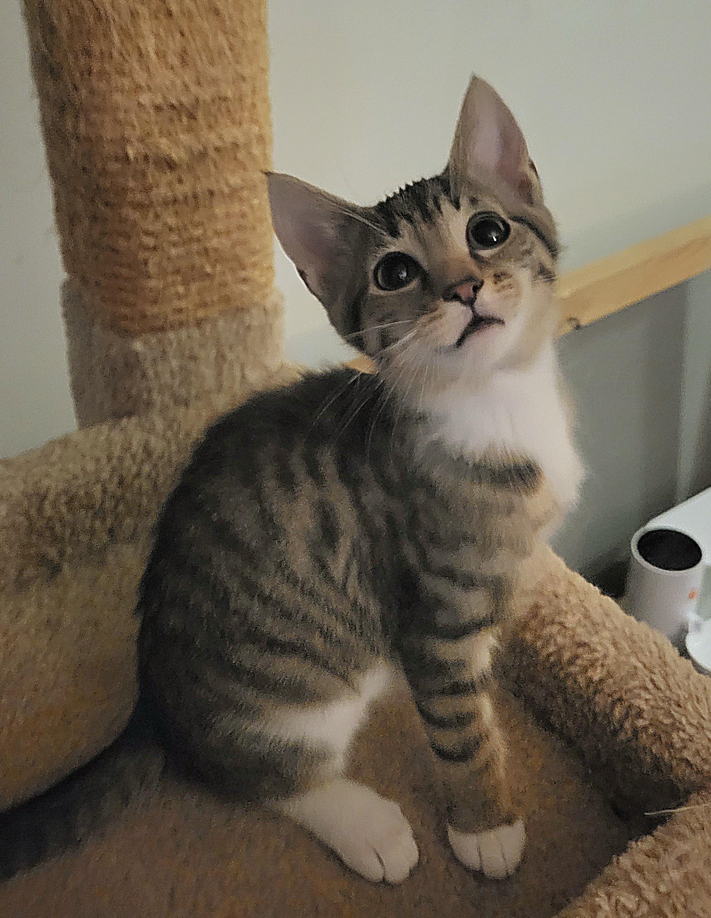 Enlarge Daya, an adoptable Domestic Short Hair in Whitehall, PA image 1/3