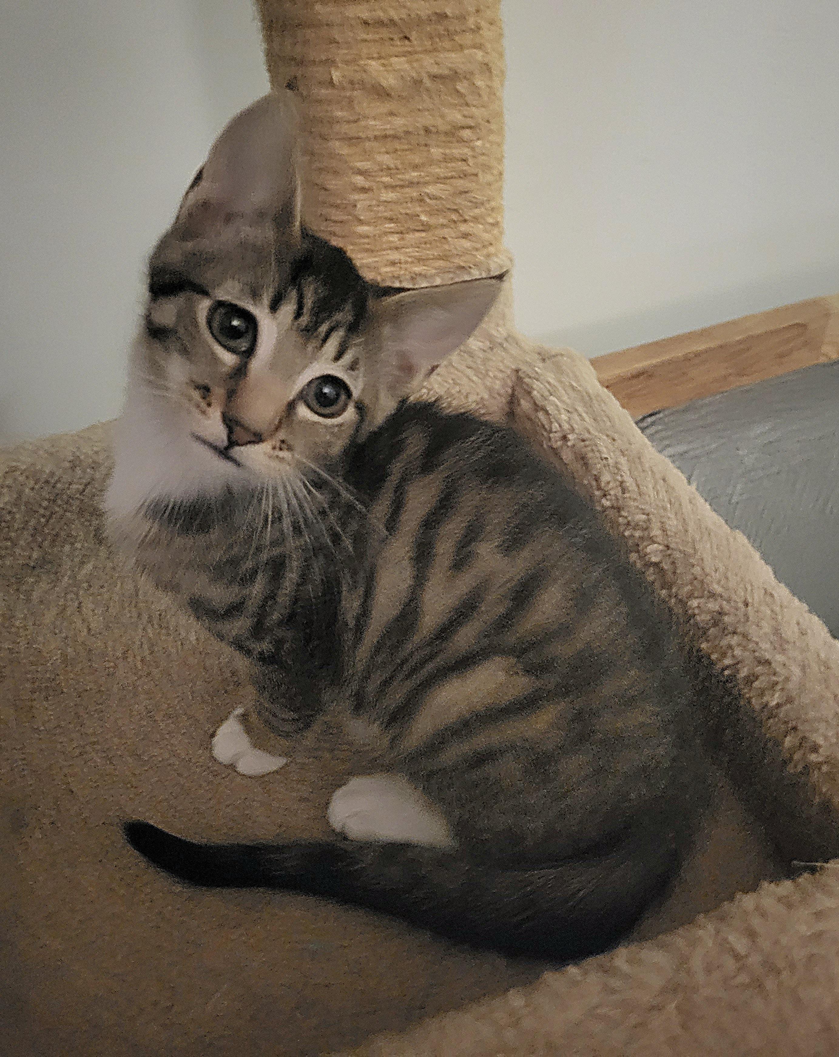 Enlarge Daya, an adoptable Domestic Short Hair in Whitehall, PA image 2/3