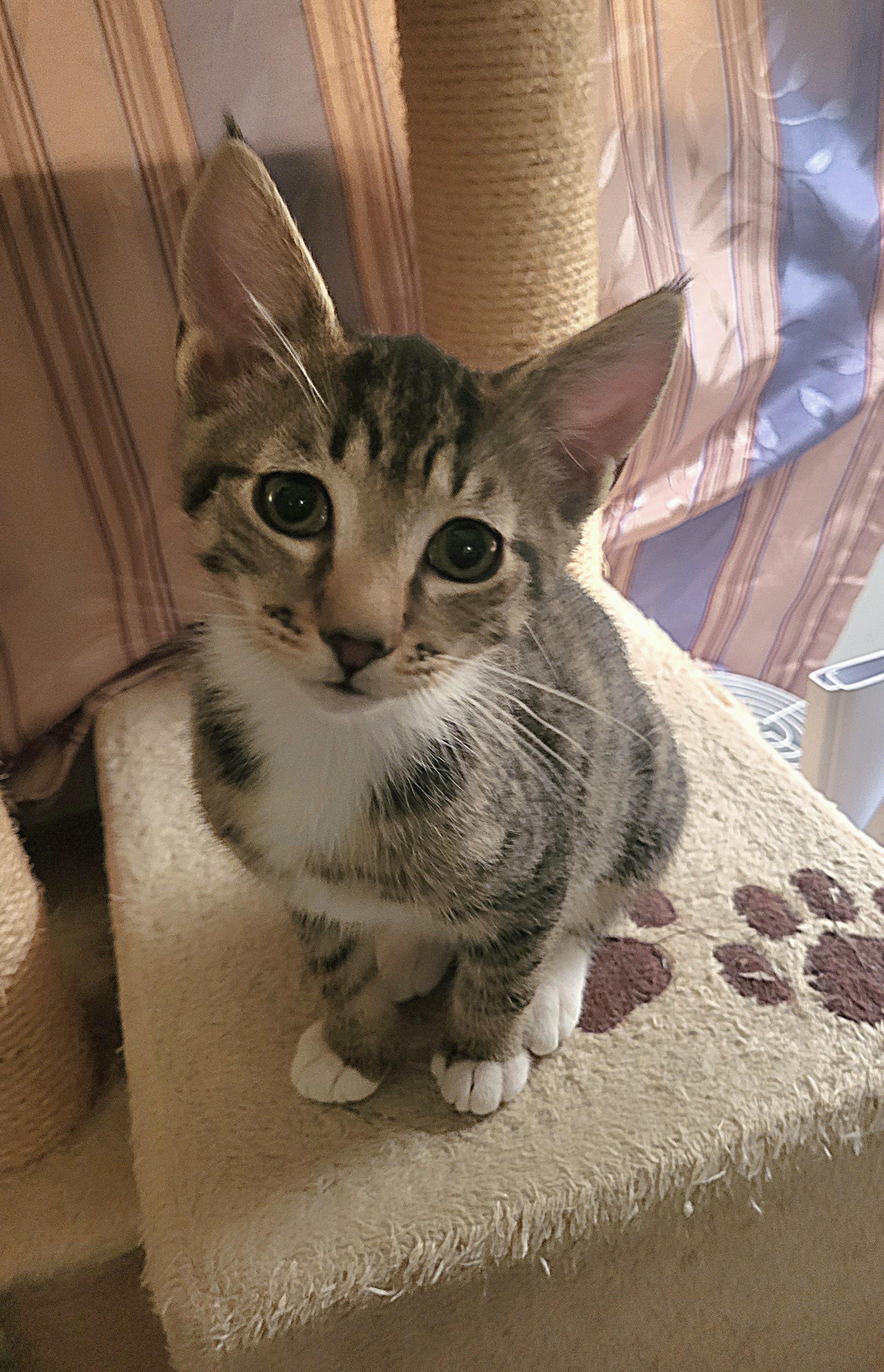 Enlarge Daya, an adoptable Domestic Short Hair in Whitehall, PA image 3/3