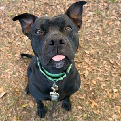 Enlarge PHANTOM, a Adoptable Mixed Breed in Fernandina Beach, FL image 1/4