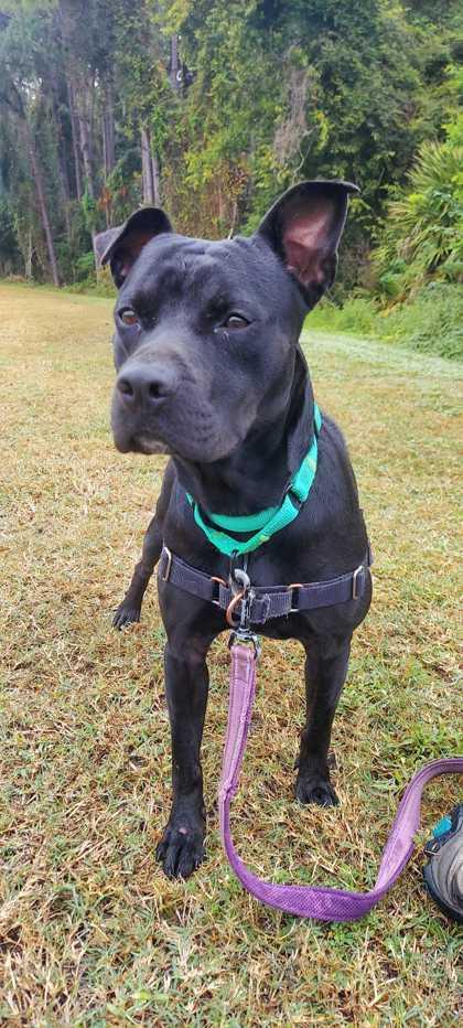 Enlarge PHANTOM, a Adoptable Mixed Breed in Fernandina Beach, FL image 2/4