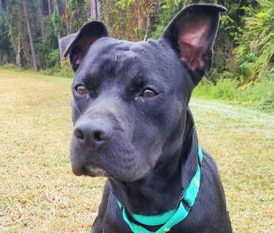 PHANTOM, Adoptable, Young Male Mixed Breed.