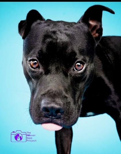 Enlarge PHANTOM, a Adoptable Mixed Breed in Fernandina Beach, FL image 4/4