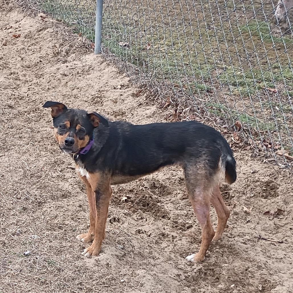 Enlarge Polly, a Adoptable Miniature Pinscher in Franklin, NC image 1/1