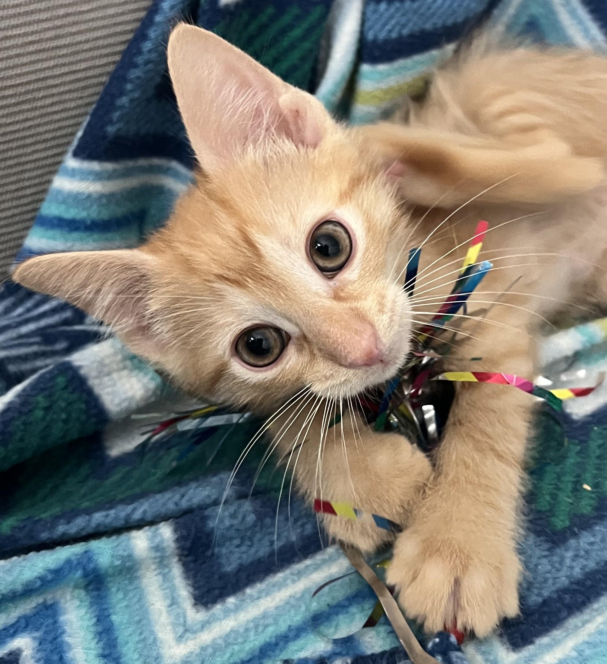 Enlarge Cannoli, an adopted Domestic Short Hair in Cedar Rapids, IA image 3/6